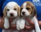 Akc Beagle Puppies 917 X 636 X 1722