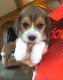 Beautiful Beagle Puppy boy