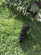 Beago Puppies for sale in Tampa, FL, USA. price: NA