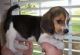 Beago Puppies for sale in Worcester, MA, USA. price: NA