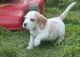 Beago Puppies for sale in Cleveland, OH, USA. price: NA