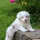 Bearded Collie Puppies for sale in Kent, WA, USA. price: $600