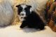 Bearded Collie Puppies for sale in Castle Pines, CO 80108, USA. price: NA