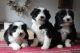 Bearded Collie Puppies for sale in Indianapolis Blvd, Hammond, IN, USA. price: NA