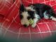Bearded Collie Puppies