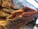 Bearded Dragon Reptiles for sale in Lemont, IL, USA. price: $200