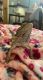 Bearded Dragon Reptiles for sale in Obetz, OH 43207, USA. price: NA