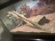 Bearded Dragon Reptiles for sale in Brentwood, TN, USA. price: NA