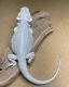 Bearded Dragon Reptiles for sale in Houghton, MI 49931, USA. price: $300