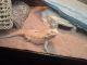 Bearded Dragon Reptiles for sale in West Olive, MI 49460, USA. price: $800