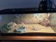 Bearded Dragon Reptiles for sale in Lorain, OH, USA. price: NA