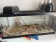 Bearded Dragon Reptiles for sale in 7758 Millikin Rd, Liberty Township, OH 45044, USA. price: NA