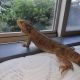 Bearded Dragon Reptiles for sale in Plainfield, IL, USA. price: $15,000