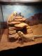 Bearded Dragon Reptiles for sale in Clarksville, TN, USA. price: $200