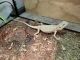 Bearded Dragon Reptiles for sale in Grass Valley, CA, USA. price: NA