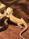 Bearded Dragon Reptiles for sale in Murfreesboro, TN 37127, USA. price: $300