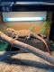 Bearded Dragon Reptiles for sale in 9838 SW 172nd Ave, Beaverton, OR 97007, USA. price: NA