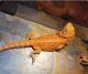 Bearded Dragon Reptiles for sale in Piedmont, SC 29673, USA. price: $375