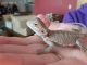 Bearded Dragon Reptiles for sale in Piedmont, SC 29673, USA. price: $150