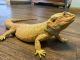 Bearded Dragon Reptiles for sale in Richmond, OH 43944, USA. price: NA