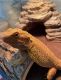 Bearded Dragon Reptiles for sale in Melville, NY, USA. price: $400