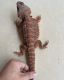 Bearded Dragon Reptiles for sale in Denver, CO, USA. price: $900