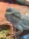 Bearded Dragon Reptiles for sale in Spanish Fort, AL, USA. price: NA