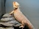 Bearded Dragon Reptiles for sale in Ten Mile, TN 37880, USA. price: $250