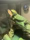 Bearded Dragon Reptiles for sale in Elkton, KY 42220, USA. price: $100