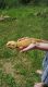 Bearded Dragon Reptiles for sale in Owingsville, KY 40360, USA. price: $200