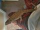 Bearded Dragon Reptiles for sale in Bloomington, IL 61701, USA. price: $150