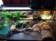 Bearded Dragon Reptiles for sale in Clarksville, TN, USA. price: NA