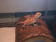 Bearded Dragon Reptiles for sale in Emporia, VA 23847, USA. price: NA