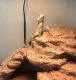 Bearded Dragon Reptiles for sale in Decatur, GA 30030, USA. price: $280