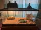 Bearded Dragon Reptiles for sale in Knoxville, TN, USA. price: $280