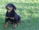 Beauceron Puppies for sale in Alexandria, OH 43001, USA. price: NA