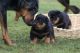 Beauceron Puppies for sale in Seattle, WA, USA. price: NA