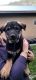 Beauceron Puppies for sale in Bonners Ferry, ID 83805, USA. price: NA