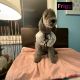 Bedlington Terrier Puppies for sale in Gun Barrel City, TX, USA. price: $3,000