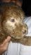 Bedlington Terrier Puppies for sale in New York, IA 50238, USA. price: NA