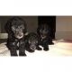 Bedlington Terrier Puppies for sale in Raleigh, NC, USA. price: NA