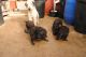 7 Bedlington terrier pups