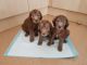 Beautiful Kc Registered Bedlington Terrier Pups