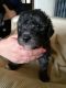 Bedlington Terrier Puppies for sale in Branford, FL 32008, USA. price: NA