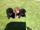 Bedlington Terrier Puppies for sale in Atlanta, GA, USA. price: NA