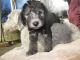 Active Pure breed Akc Bedlington Terrier puppies