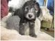 Bedlington Terrier Puppies for sale in Dallas, TX, USA. price: NA