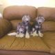 Bedlington Terrier Puppies for sale in Huntington, NY, USA. price: NA