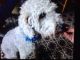Bedlington Terrier Puppies for sale in Bell Gardens, CA 90202, USA. price: NA