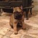 Belgian Griffon Puppies for sale in Colorado Springs, CO, USA. price: NA